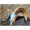 Image 3 : DESERT BIGHORN SHEEP SKULL