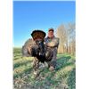 Image 2 : 3-DAY MINNESOTA TURKEY HUNT FOR ONE HUNTER