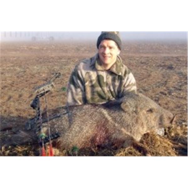 Arizona Javelina & Coyote Hunt