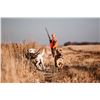 Image 2 : South Dakota Upland Pheasant Hunt - 2 Hunters