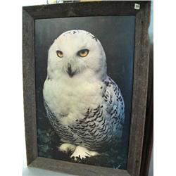 Lot of 3 Prints: Wolf in Barn wood frame, Snowy Owl in Wood Frame, Robert Bateman Poster of an Eagle