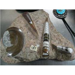 Fossilized Shells in Matrix  (33)