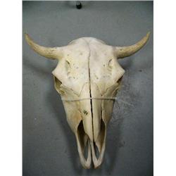 Bull Skull  (33)