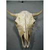 Image 1 : Bull Skull  (33)