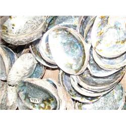Large Lot of Abalone Shells (33)