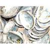 Image 1 : Large Lot of Abalone Shells (33)