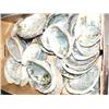 Image 2 : Large Lot of Abalone Shells (33)