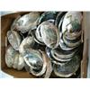 Image 3 : Large Lot of Abalone Shells (33)