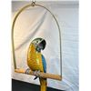 Image 1 : Decorative Makaw on Perch