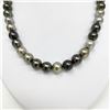 Image 3 : 11-12mm Tahitian Multicolor Near-Round Pearl Necklace with Gold Clasp