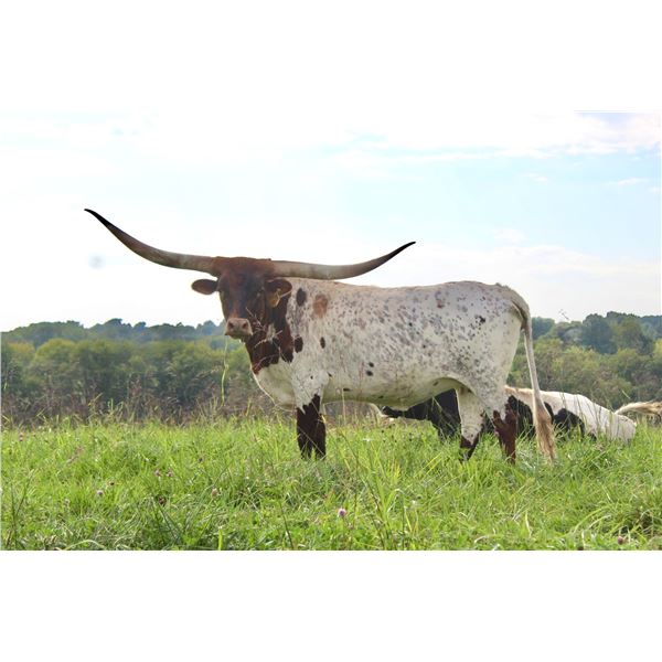 Scratch: Silver Scoop