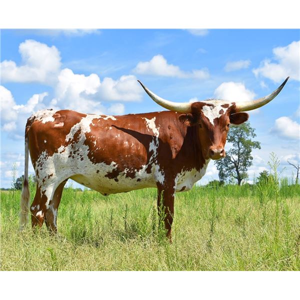 Plain Dirt’s Didgeridoo