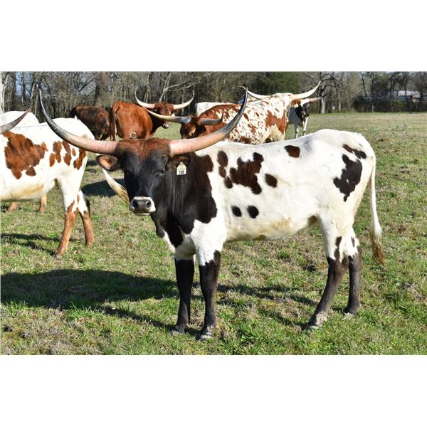 Silver Southern Lights