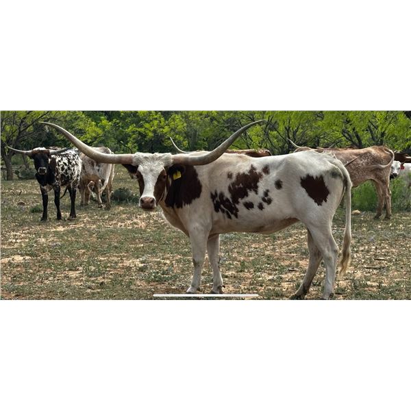 2NR CONSPIRACY THEORY