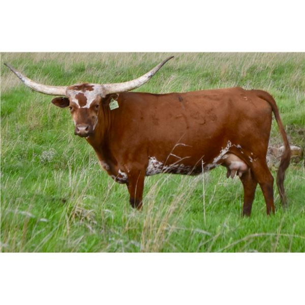 GLR TSUNAMI'S SASSY GAL