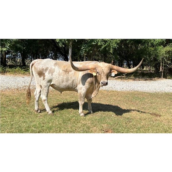 HUBBELLS CROWN BOOGEYMAN