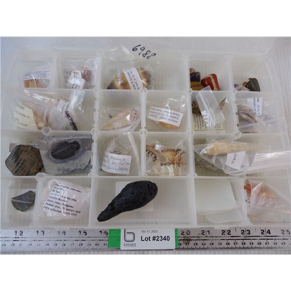 Collection of Seashells, Fossils, Gemstones in plastic container