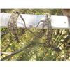 Image 3 : Team Harness w/ Brass Tops