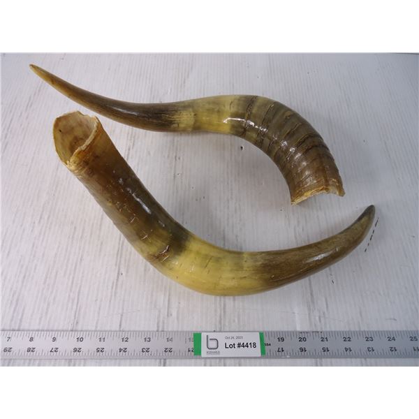 (2) Bull Horns-Each 16" Long