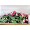 Image 4 : (2) Boxes of Silk Flowers - (Gardenia Spray)