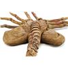 Image 2 : Lot #15: ALIENS (1986) - Stunt Facehugger
