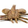 Image 3 : Lot #15: ALIENS (1986) - Stunt Facehugger