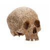 Image 6 : Lot #1120: GAME OF THRONES (TV SERIES, 2011-2019) - Three-eyed Raven Cave Skull, Arrowhead, Dragongl