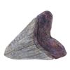 Image 2 : Lot #1332: JURASSIC WORLD DOMINION (2022) - Megalodon Tooth