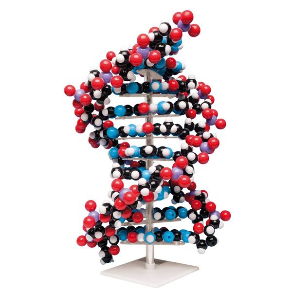 NEW MOLYMOD MKS-122-10 TEN LAYER DNA MOLECULAR