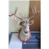 Image 1 : White tail deer mount