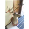 Image 2 : White tail deer mount