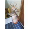 Image 3 : White tail deer mount
