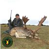 Image 2 : 4-DAY MOUFLON & FALLOW DEER FOR 2 HUNTERS