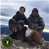 Image 3 : 4-DAY MOUFLON & FALLOW DEER FOR 2 HUNTERS