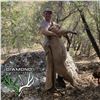 Image 2 : 5-DAY ARIZONA MOUNTAIN LION HUNT WITH HOUNDS FOR 1 HUNTER