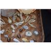 Image 3 : COLLECTION OF CRAB SHELLS, PAPIO TAIL, FISH JAW BONES, SEA URCHIN, TAKO BEAK & MISC. SHELLS