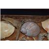 Image 4 : COLLECTION OF CRAB SHELLS, PAPIO TAIL, FISH JAW BONES, SEA URCHIN, TAKO BEAK & MISC. SHELLS