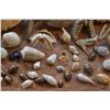 Image 5 : COLLECTION OF CRAB SHELLS, PAPIO TAIL, FISH JAW BONES, SEA URCHIN, TAKO BEAK & MISC. SHELLS