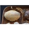Image 6 : COLLECTION OF CRAB SHELLS, PAPIO TAIL, FISH JAW BONES, SEA URCHIN, TAKO BEAK & MISC. SHELLS