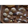 Image 7 : COLLECTION OF CRAB SHELLS, PAPIO TAIL, FISH JAW BONES, SEA URCHIN, TAKO BEAK & MISC. SHELLS