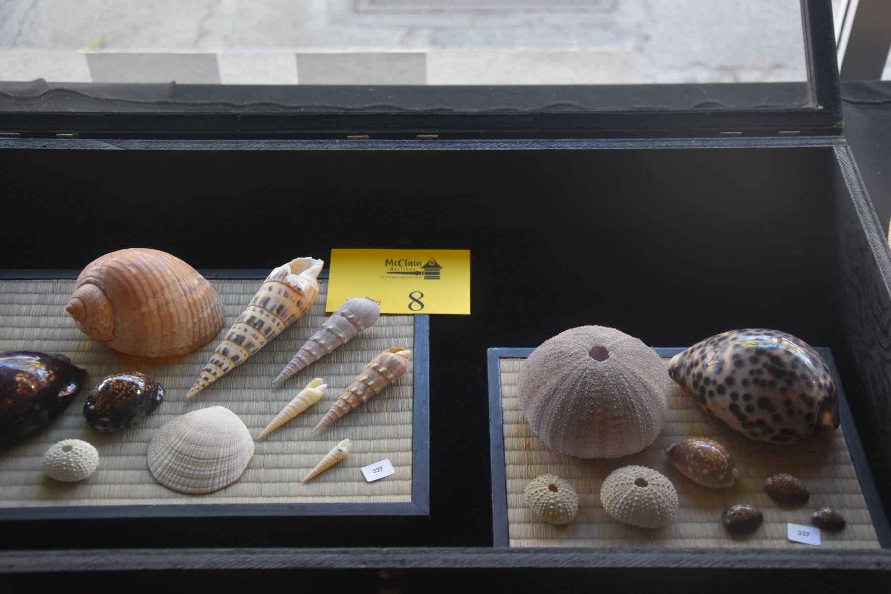 1 M Shell COLLECTION OF SHELLS - McClain Auctions Hawaii