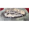 Image 10 : SHELL FOSSIL/ CRYSTAL ROCKS PLUS MISC.