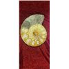 Image 1 : AMMONITE EARTH GEMS