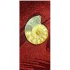 Image 4 : AMMONITE EARTH GEMS