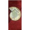 Image 6 : AMMONITE EARTH GEMS