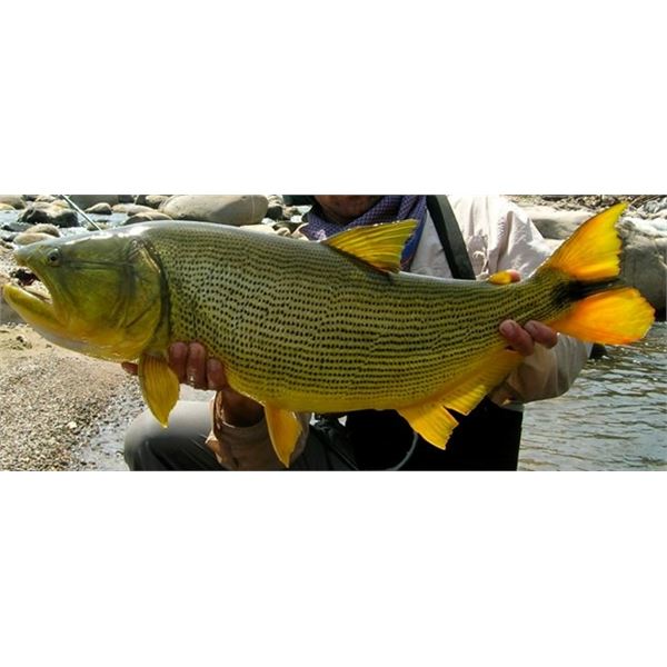 5-day Argentina Wild Boar Hunt and Golden Dorado Fishing for 2 Hunter/Anglers