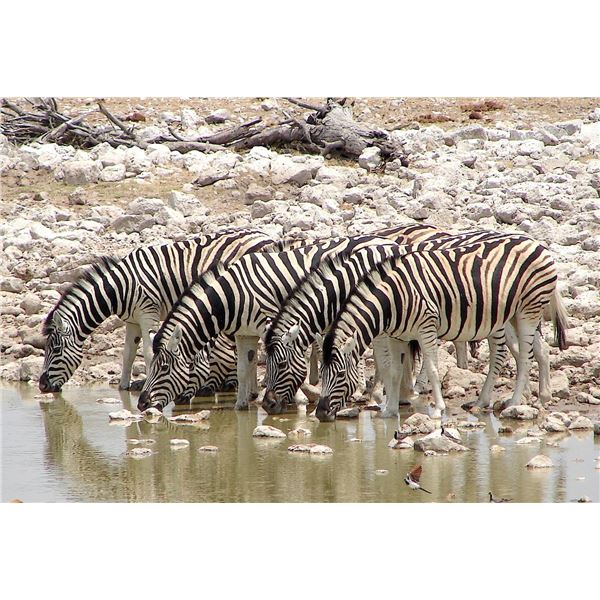 7-Day South Africa Impala, Zebra and Duiker Hunt for 2 Hunters