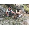 Image 2 : 3-day Spain Hunt for 1 Gredos Red Deer and 1 Fallow Deer for 1 Hunter