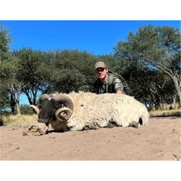5-day Argentina Blackbuck and Patagonian Ram Hunt for 4 Hunters