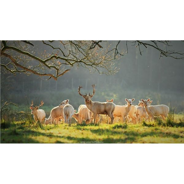 3-day Ireland Parent & Child Hunter’s Choice for Red Stag, Fallow Buck, Sika Stag or Feral Goat